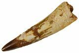 Bargain, Fossil Spinosaurus Tooth - Real Dinosaur Tooth #346922-1